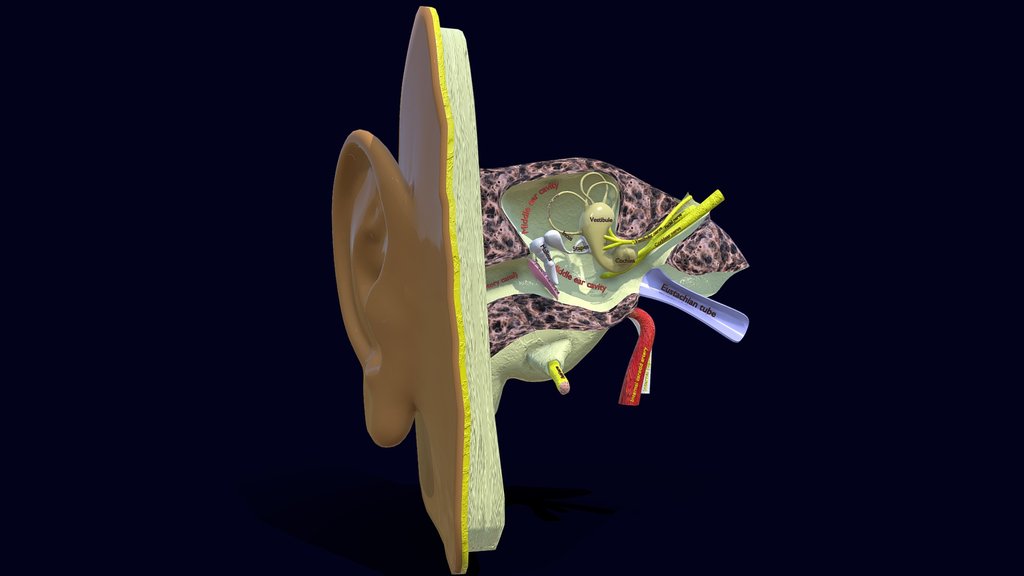 Anatomy - A 3D model collection by OsteoBlast_27 (@Osteo_Blast27 ...