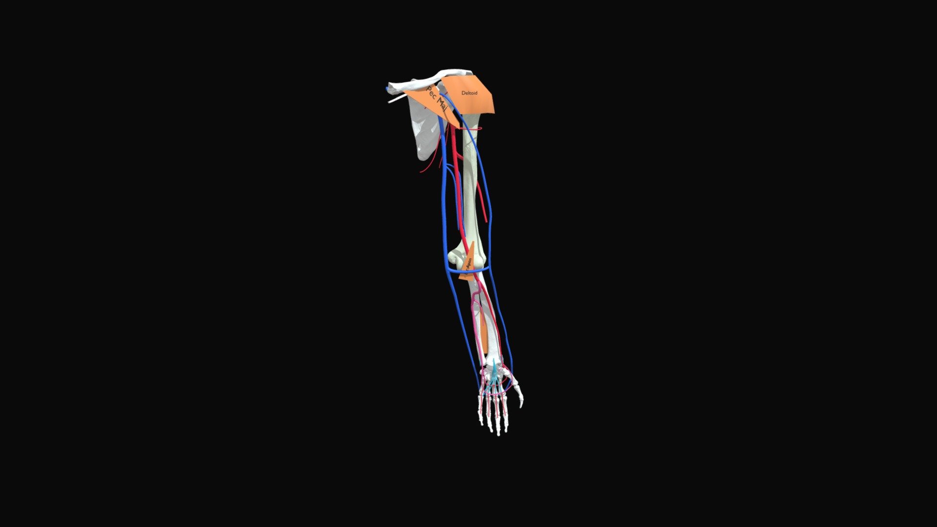 Upper Limb Veins - 3D model by VivekAnatomy [7691d2b] - Sketchfab