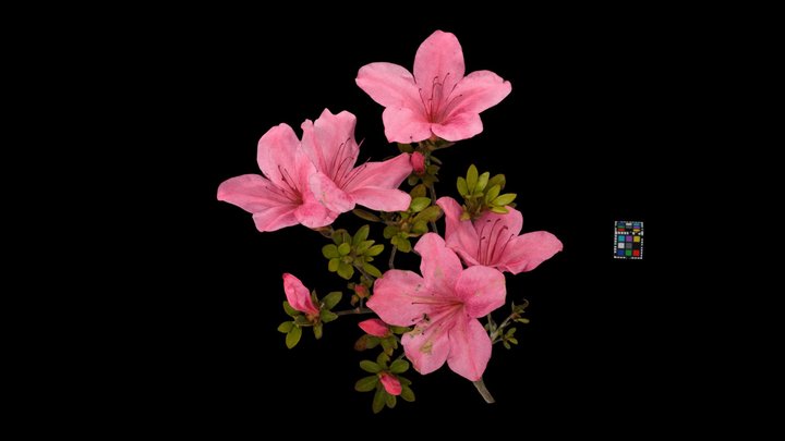 サツキ🌷 Satsuki Azalea, Rhododendron indicum 3D Model