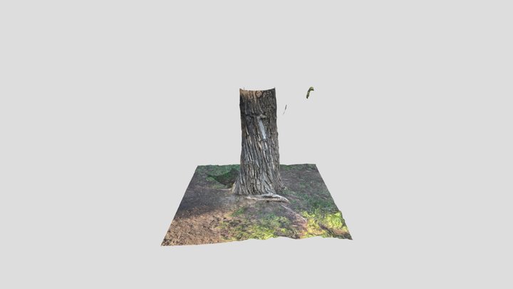 Tree @ Roxboro 3D Model