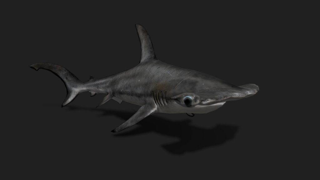 Realistic Animated Hammerhead Shark 3D Model