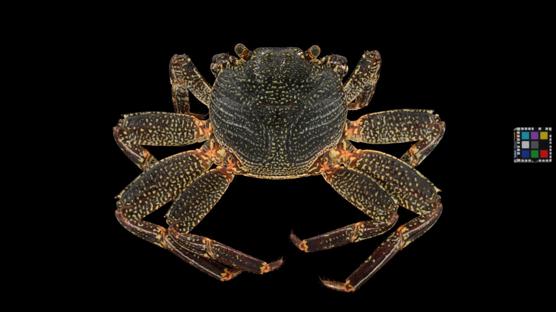 ミナミイワガニ ♀ Sally-light-foot Crab, G. albolineatus