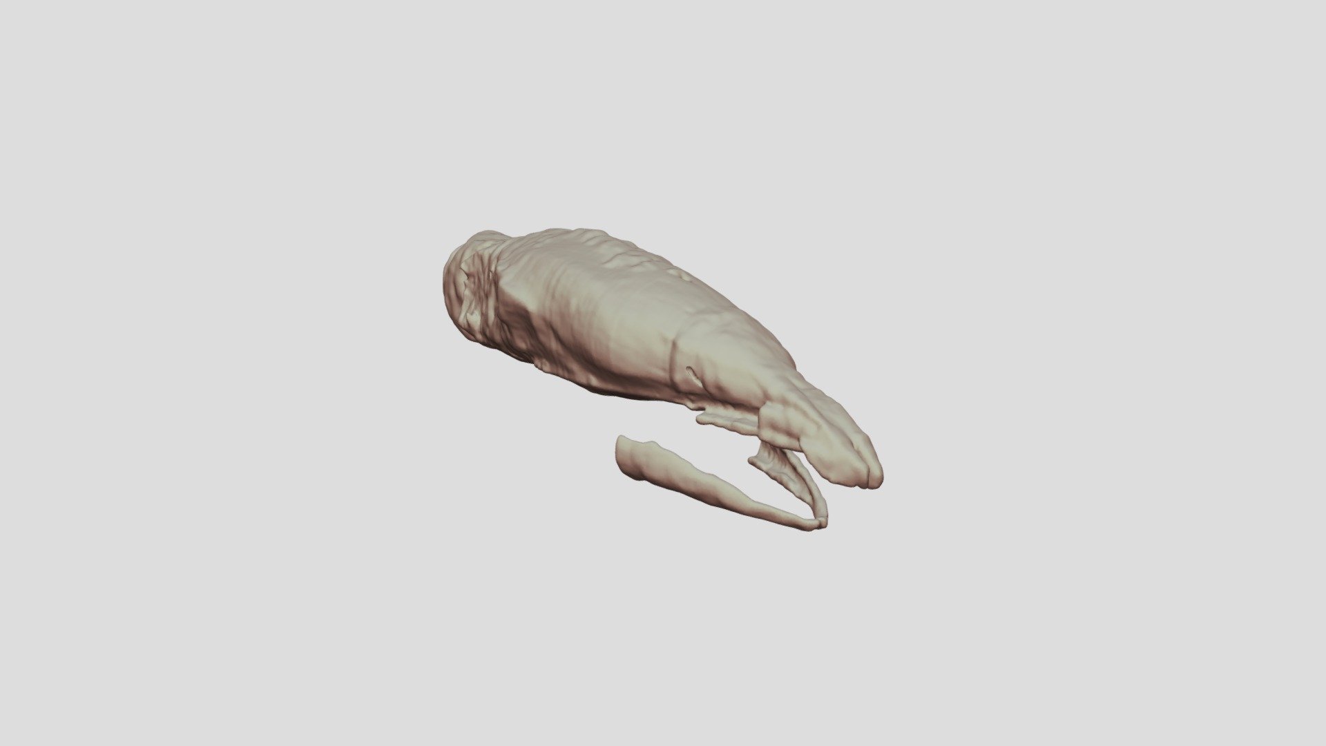 Skull of a juvenile Proteus anguinus