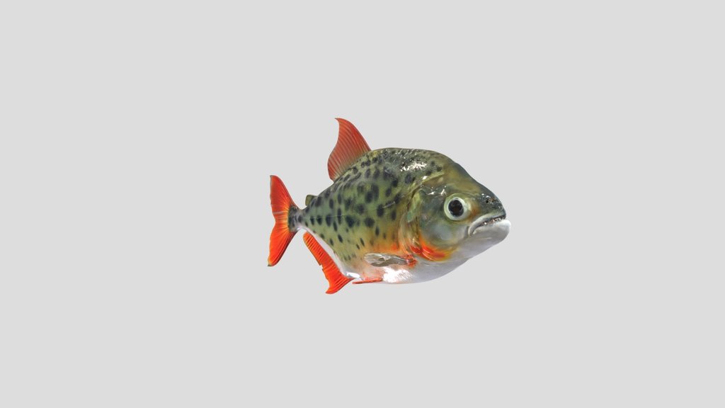 Spotted Piranha (Pristobrycon Maculipinnis)