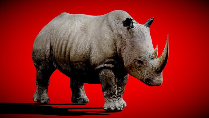 3D Animated Rhinoceros 3D Model