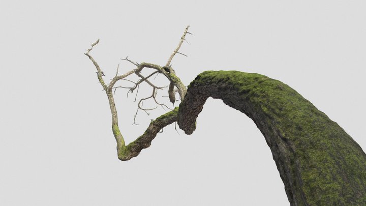 Cantilever Tree - Seattle Park 3D Model