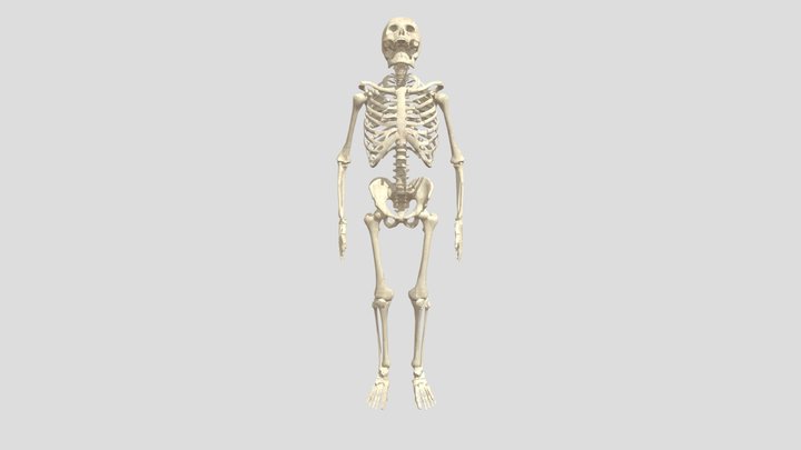 FULL SKELETON 3D Model