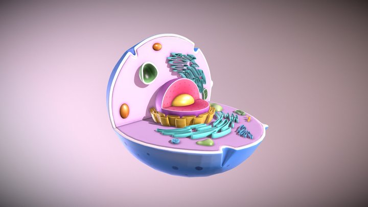 Animal Cell 3D Model
