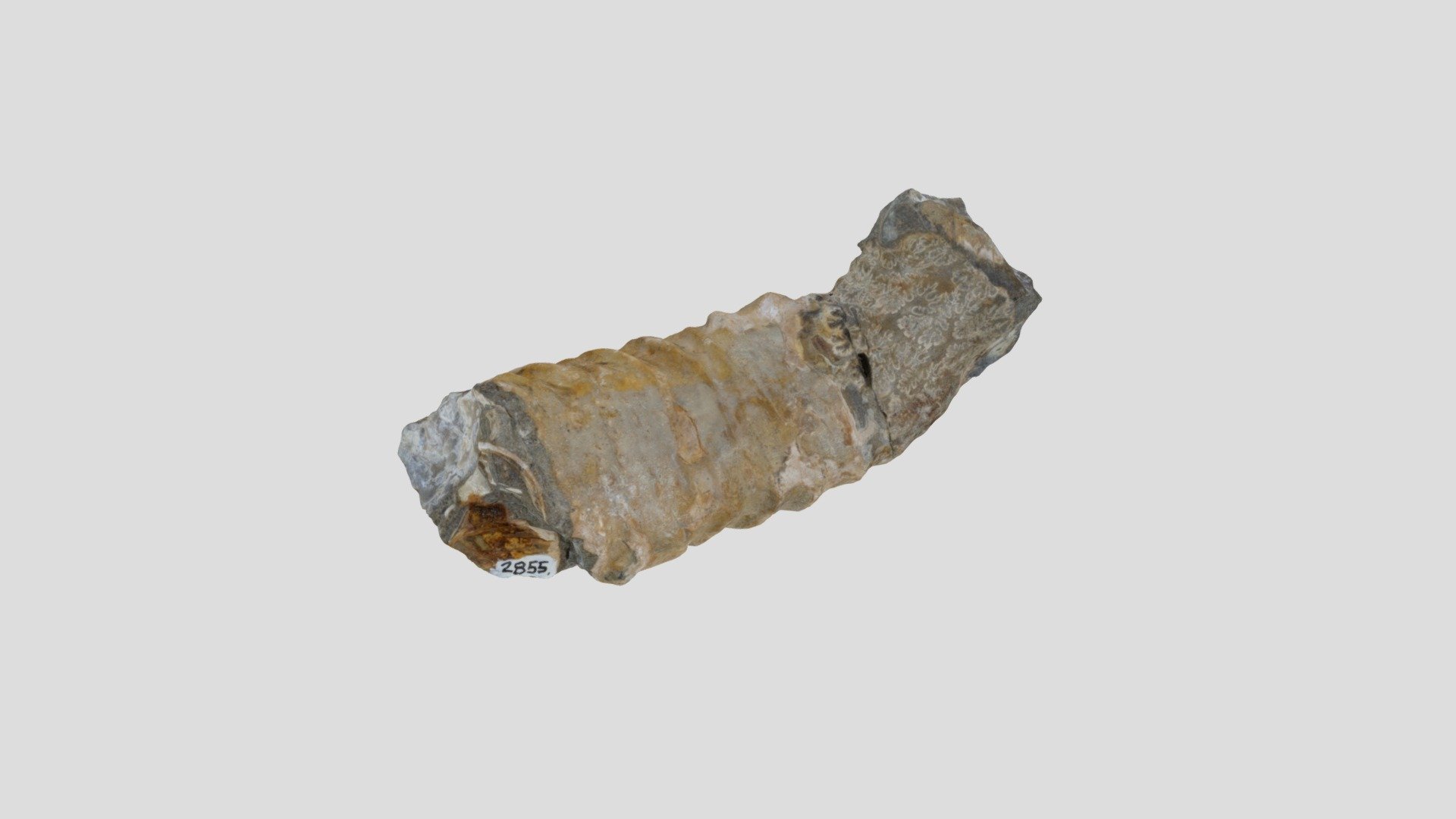 LACMIP 2855.52 Nostoceras draconis