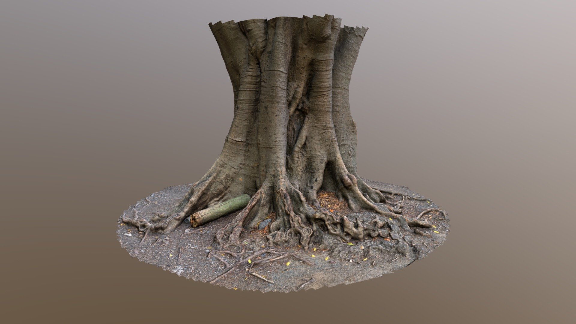 Tree trunk - Retopologised - 3D model by chrisyearn [76abfcd] - Sketchfab