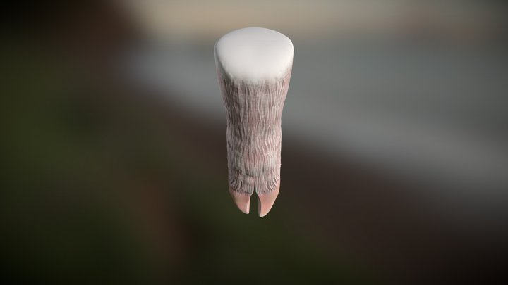 Overgrown Pig Hoof 3D Model
