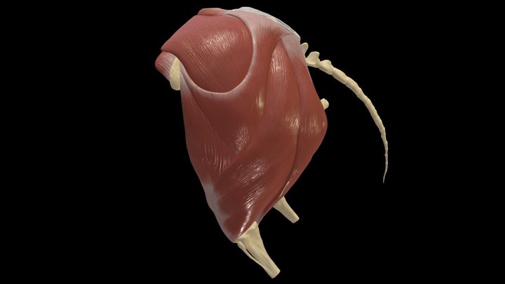 Muscles of the Equine Sacroiliac Region 3D Model