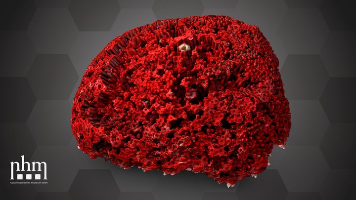 Organ pipe coral (NHMW-ZOO-EV-0000128) – Gratis 3D-model STL