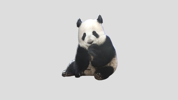Panda 3D Model