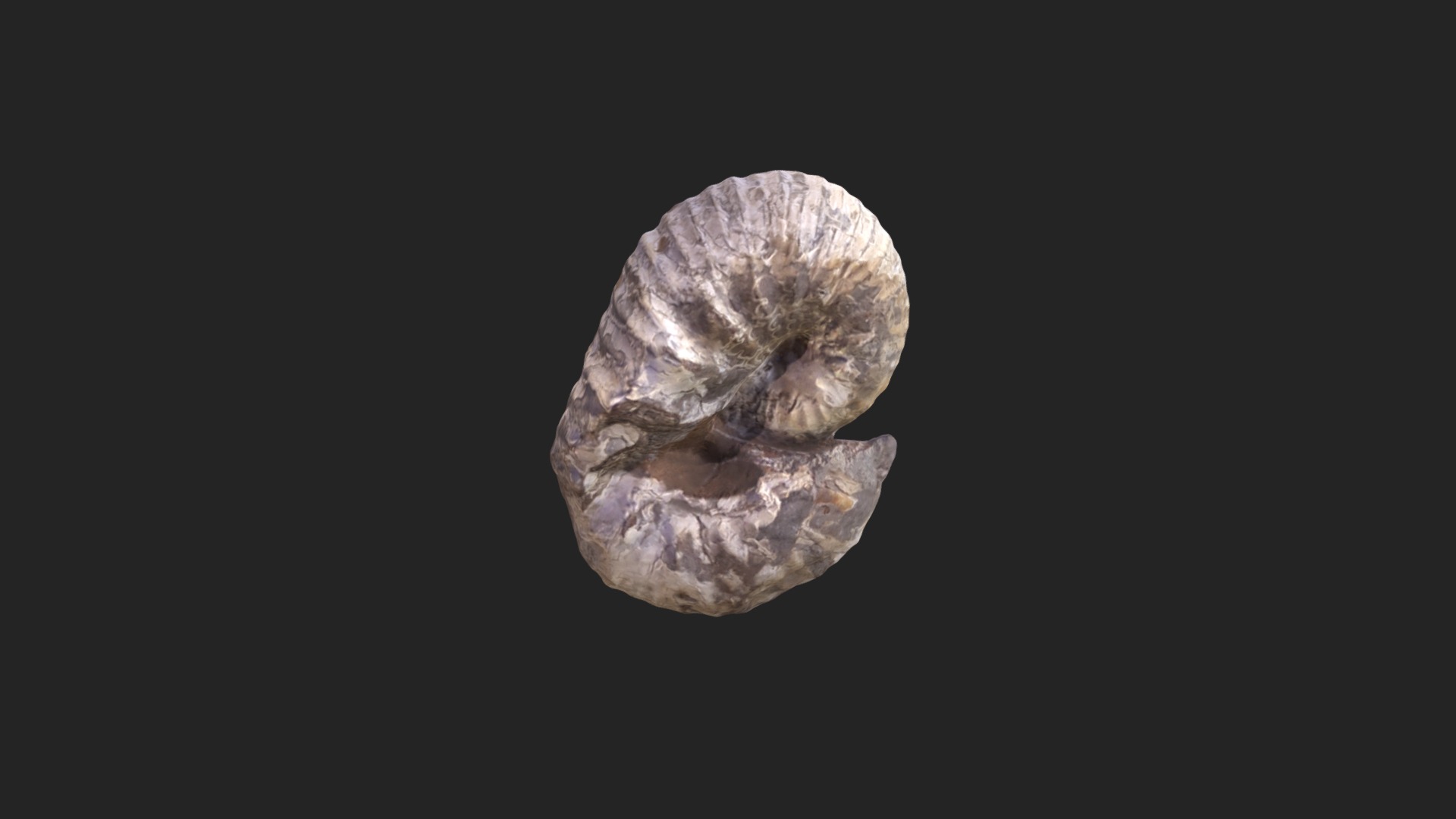 3D model Scaphites sp. 21182 - This is a 3D model of the Scaphites sp. 21182. The 3D model is about a mushroom with a dark background.