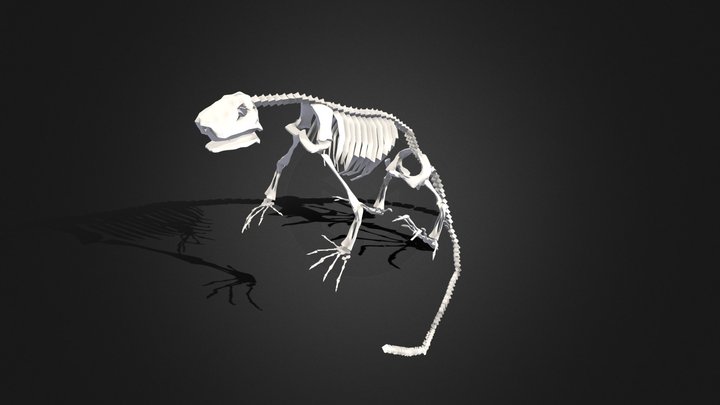 Vertebrados - Reptiles - Iguana.esqueleto 3D Model