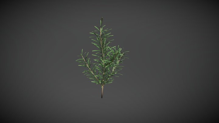 RosemaryStage3 3D Model