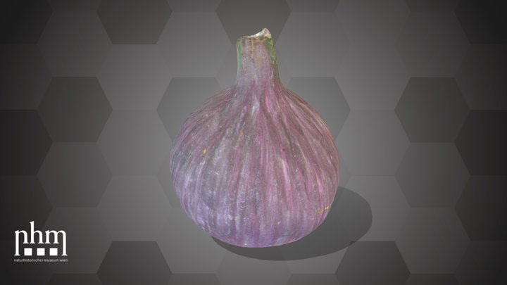 Fig (NHMW-AFW-DING-0046-036) – Modello 3D gratuito STL
