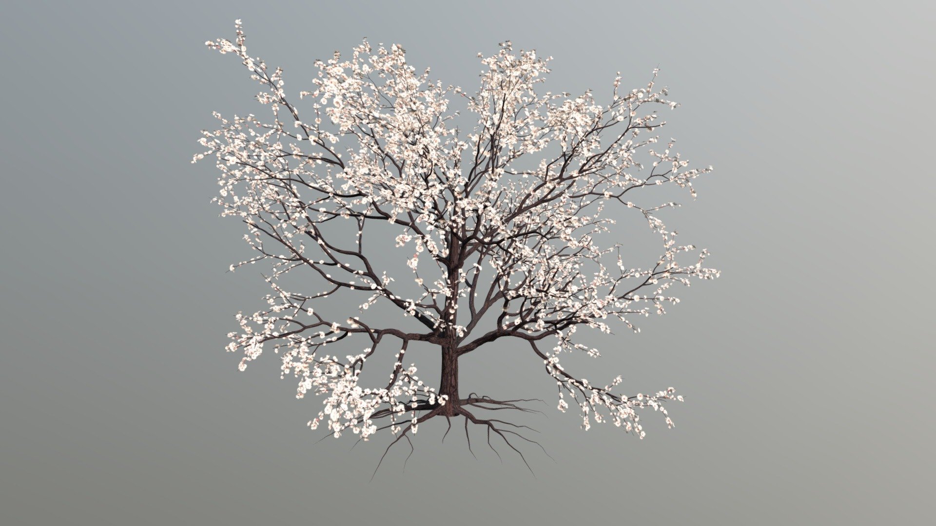 Apricot blossoms 3D model by alesya3d [76d08a5] Sketchfab