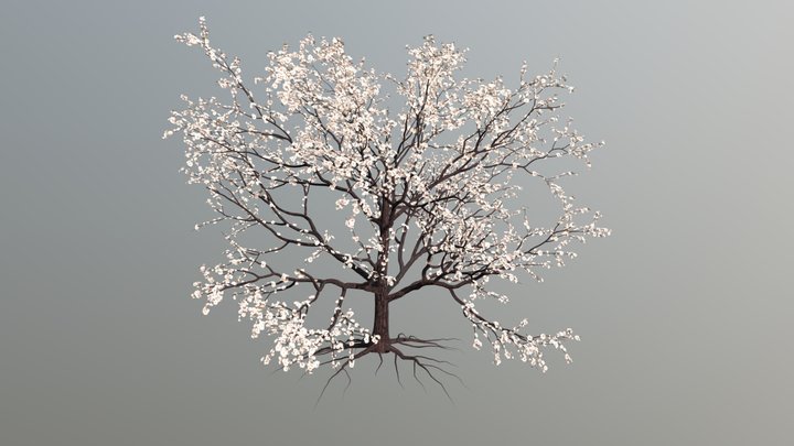 Apricot blossoms 3D Model