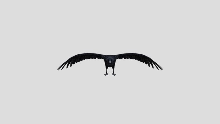 RAVEN 3D Model