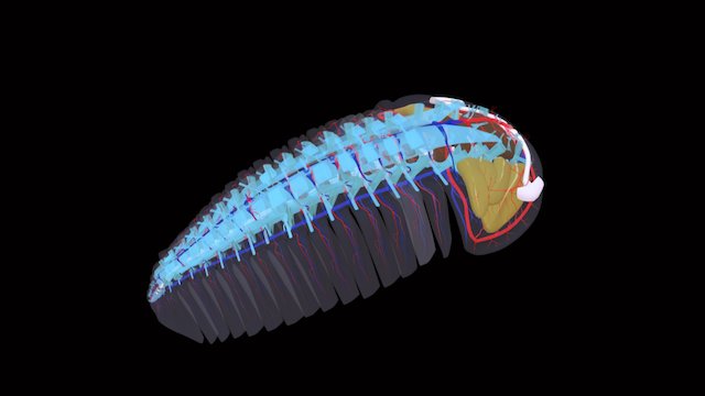 Anatomie interne du Trilobite Triarthrus 3D Model