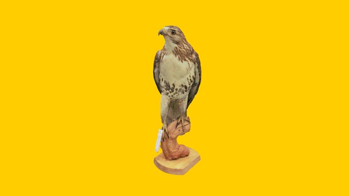 Red-tailed Hawk 3D Model