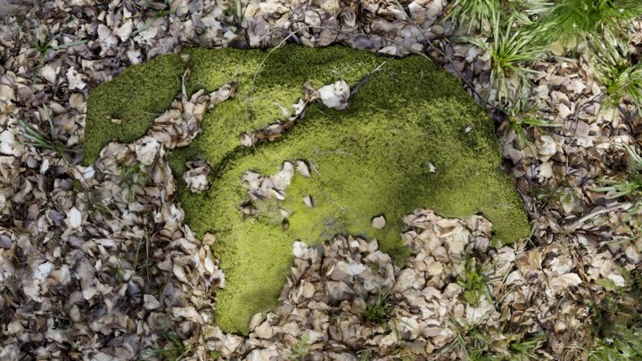 West Woods 9 – Free 3D Model STL