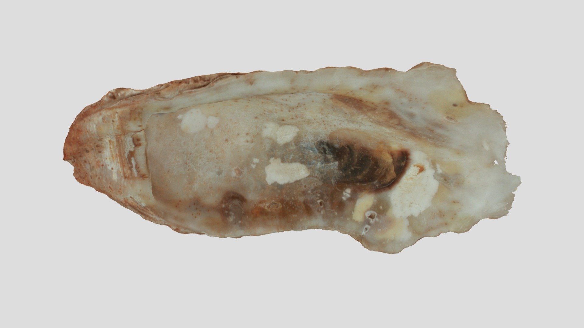 Ostrea sp. left valve