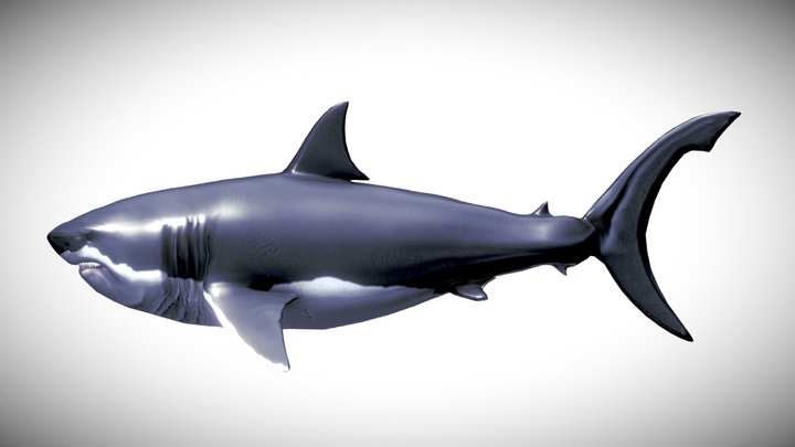 Otodus megalodon