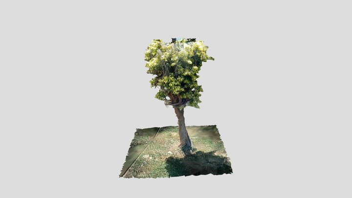 Shrub 3D Model