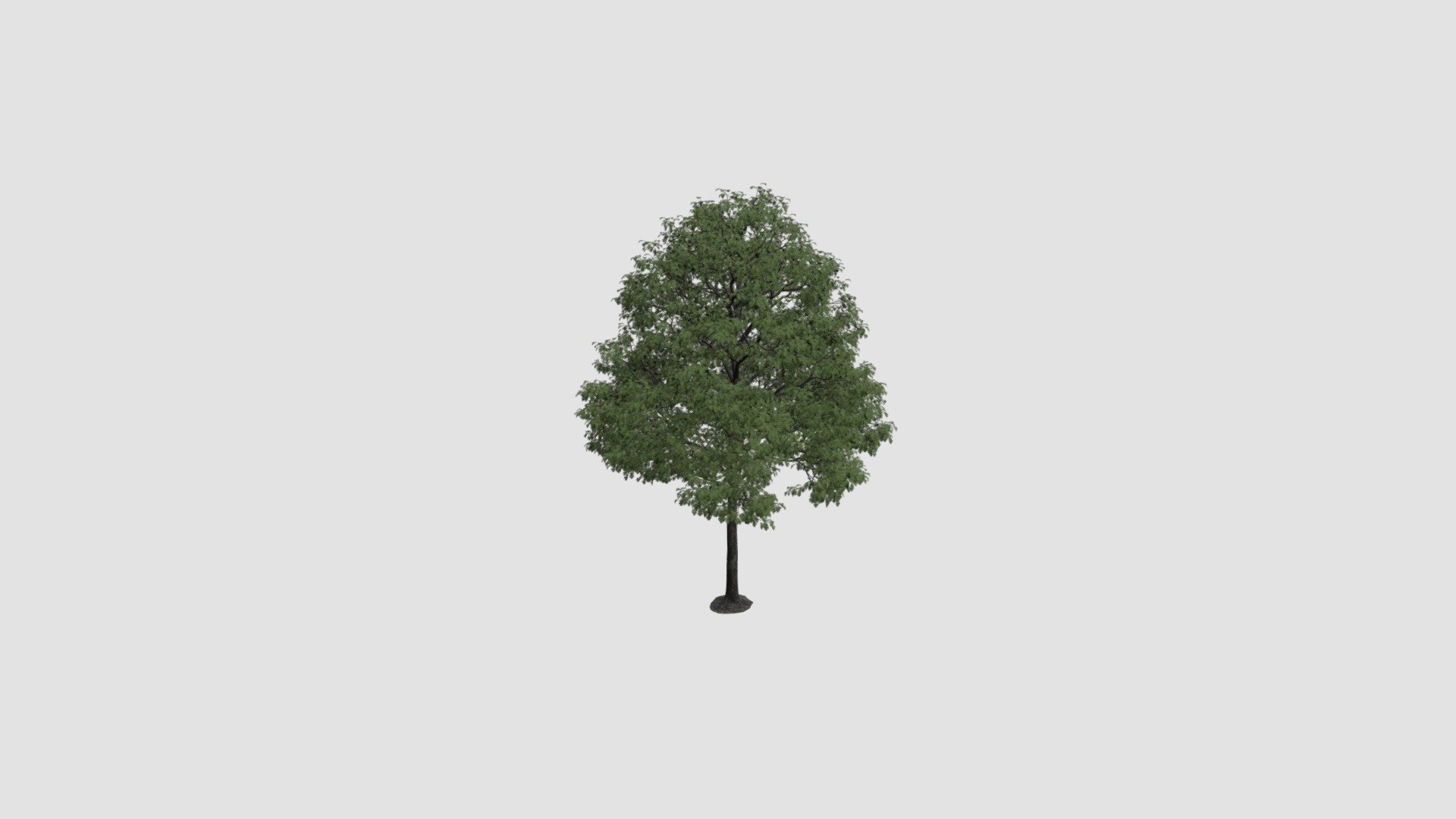 tree - Buy Royalty Free 3D model by Evermotion [76e8940] - Sketchfab Store