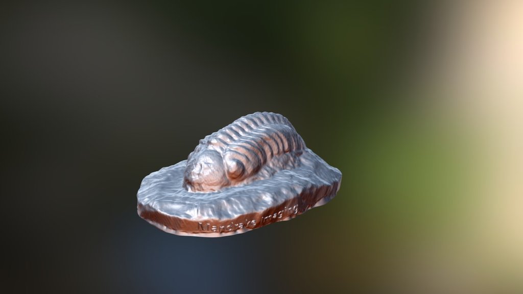 Trilobite