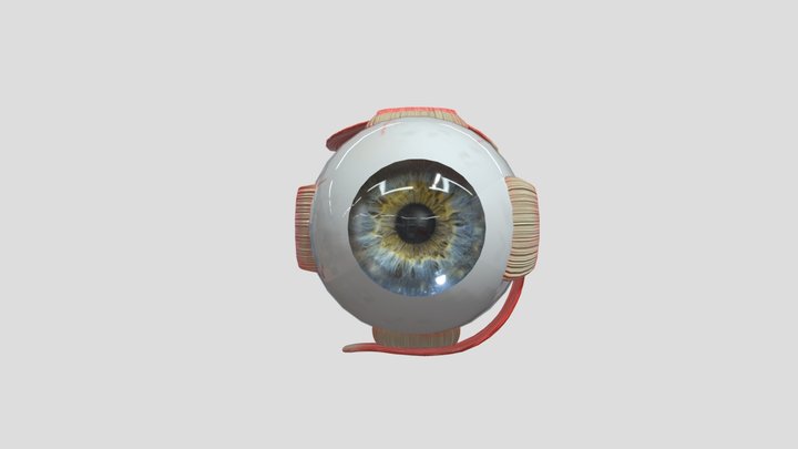 eyeball_V2 3D Model