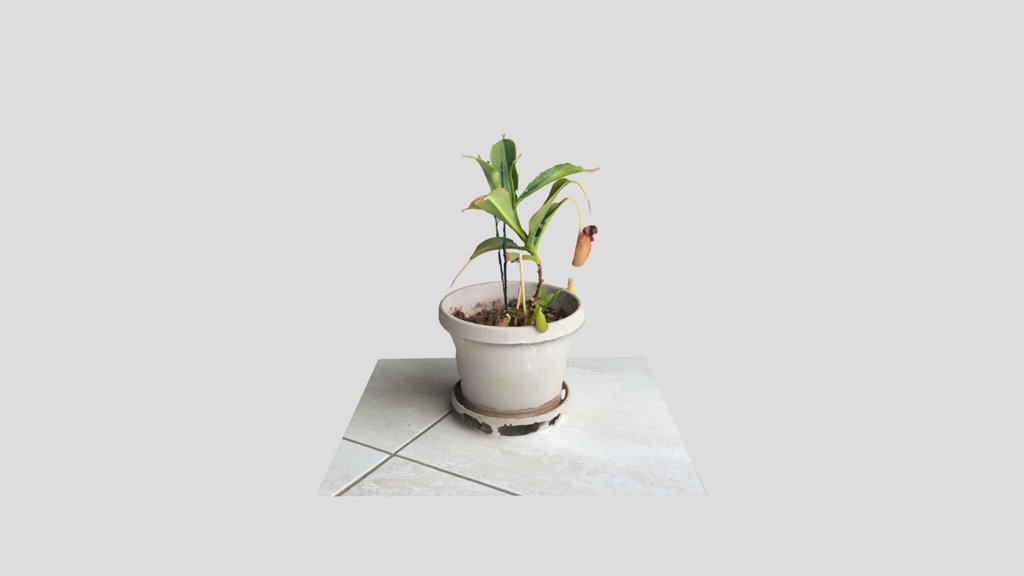 Pitcher Plant