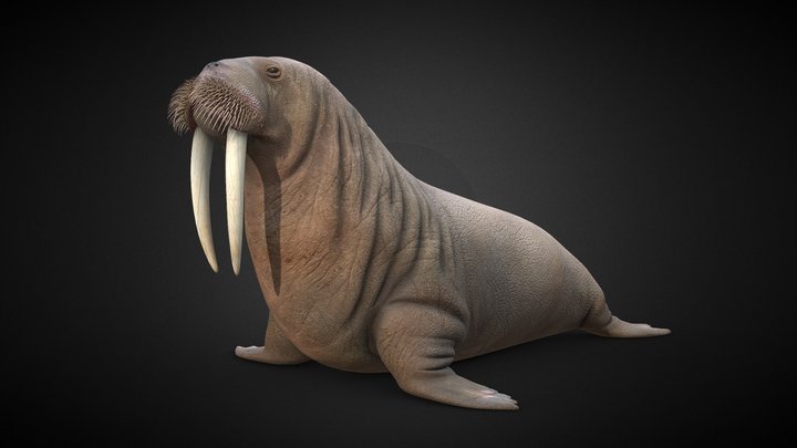 Hvalross (Odobenus Rosmarus) - Walrus 3D Model