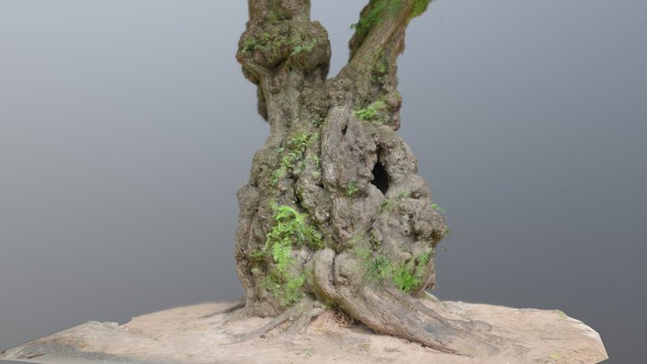 Ancient Tree (high res) 3D Model