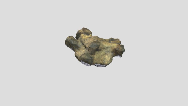 Fused Torachic 3D Model