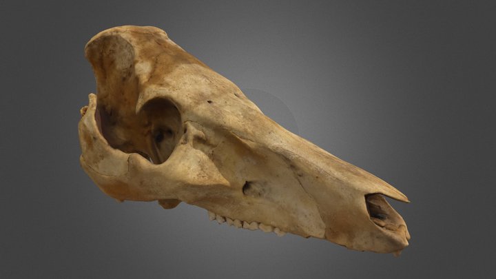 Sus scrofa skull (optimized) 3D Model