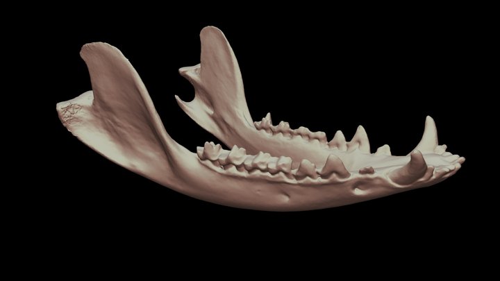 Opossum Skull (Jaw) 3D Model