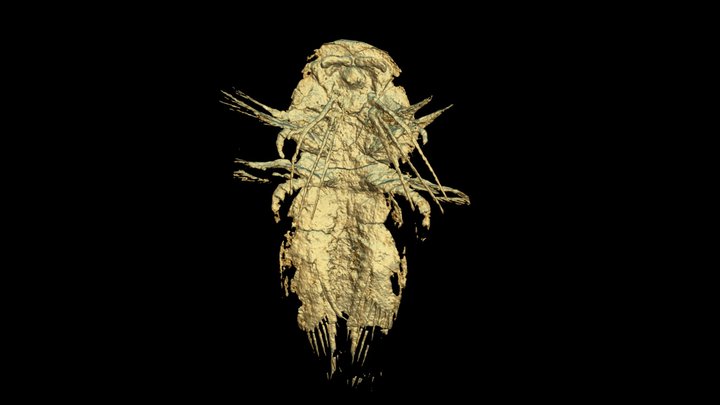5mm long juvenile of Leanchoilia illecebrosa 3D Model