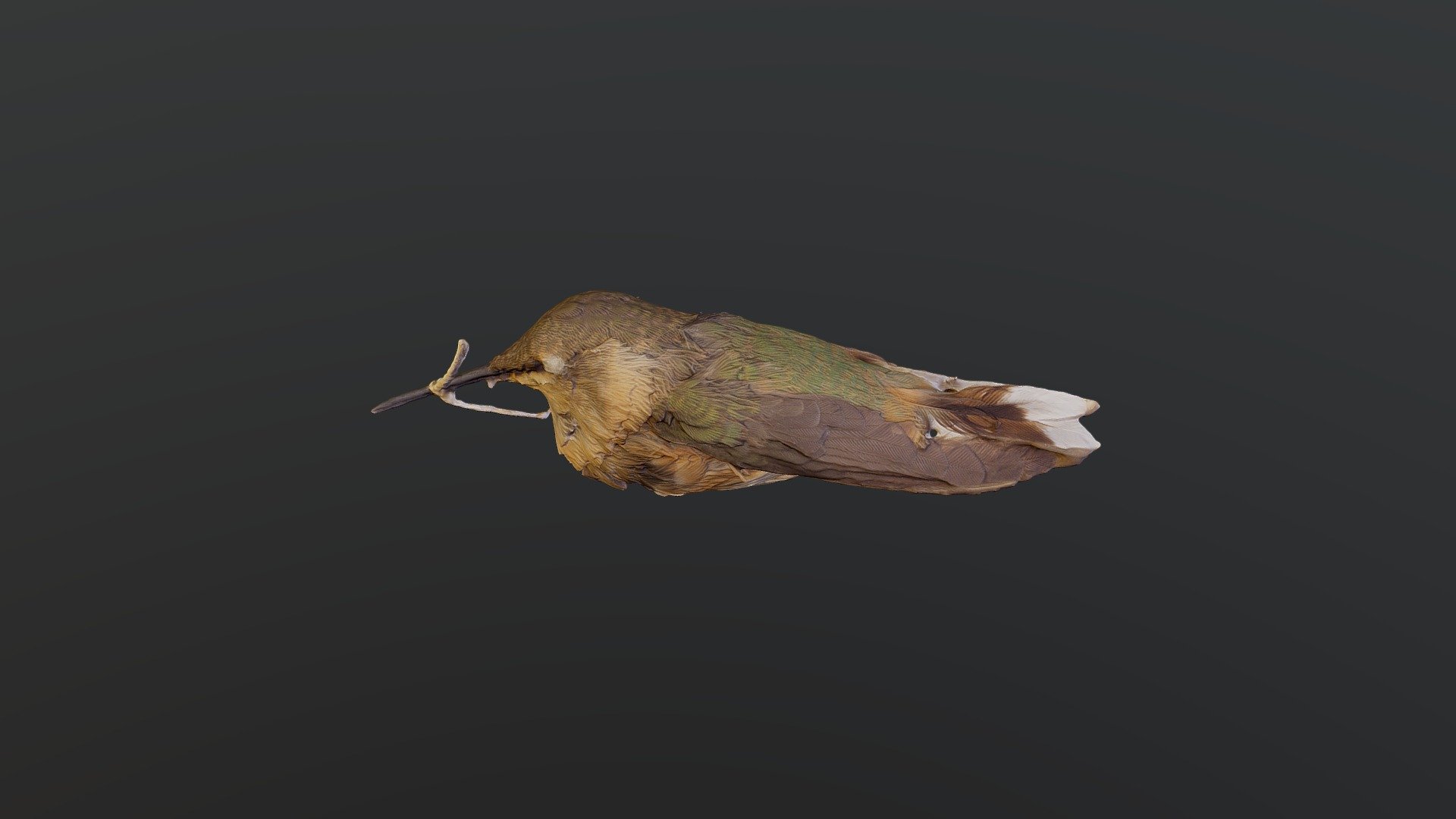 Short-tailed woodstar - Myrmia micrura