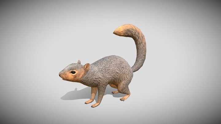 Medhue Squirrel 3D Model