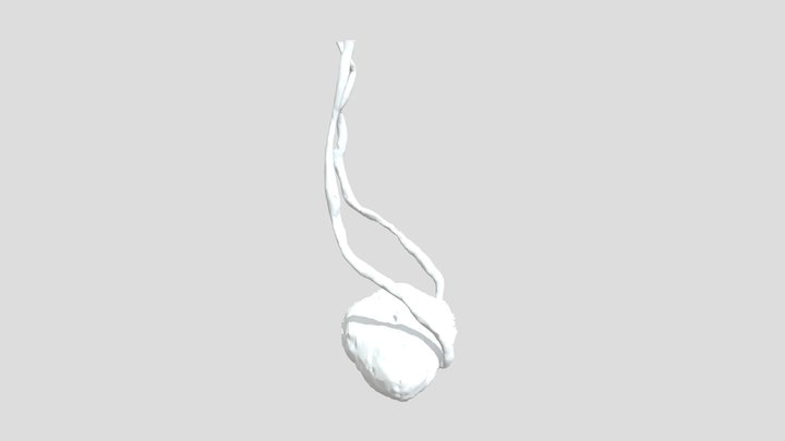 Bladder and Urethers 3D Model
