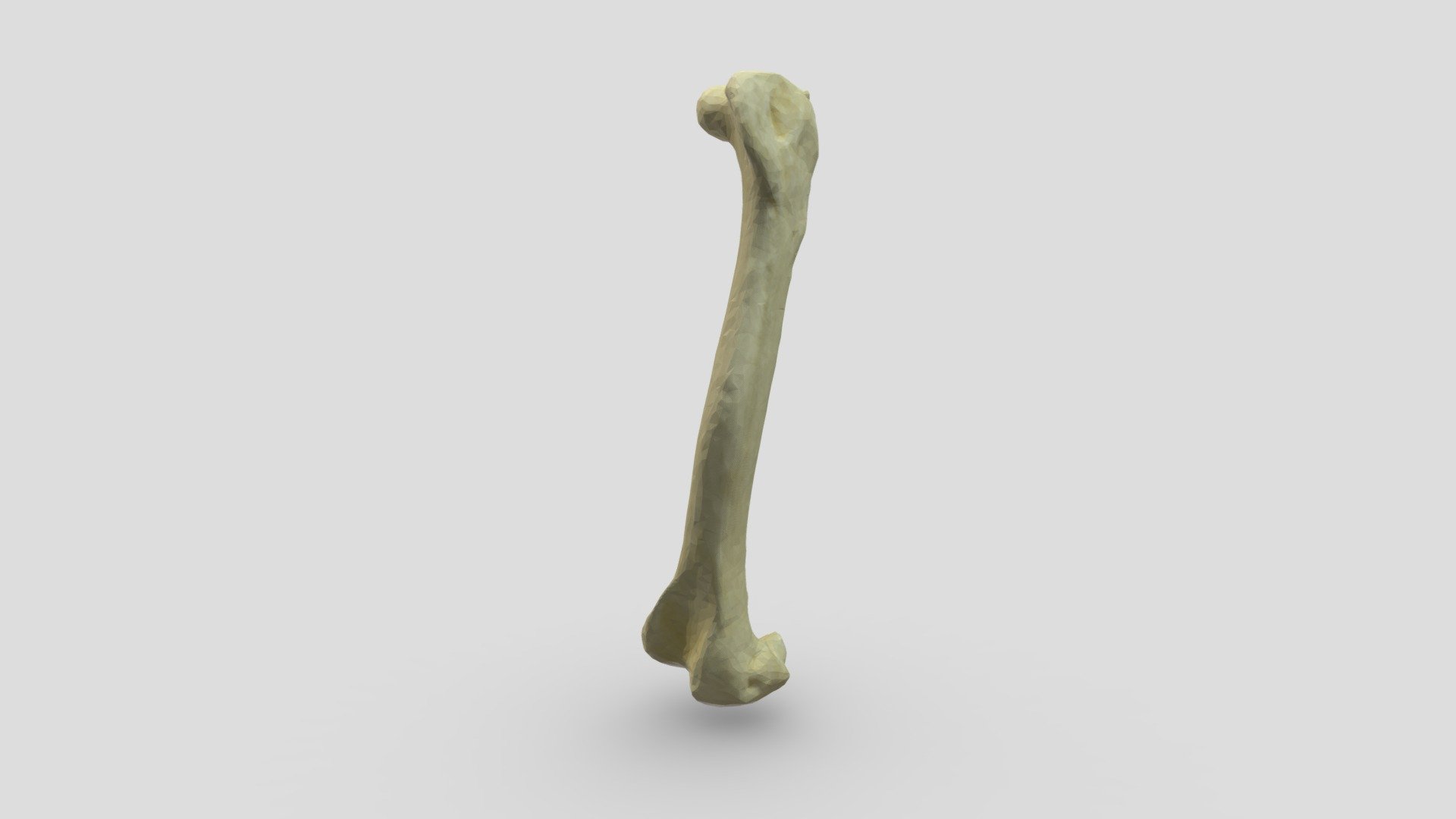 Kiwi (Apteryx) Femur Cast - 3D model by LJMUZoology [770aca5] - Sketchfab