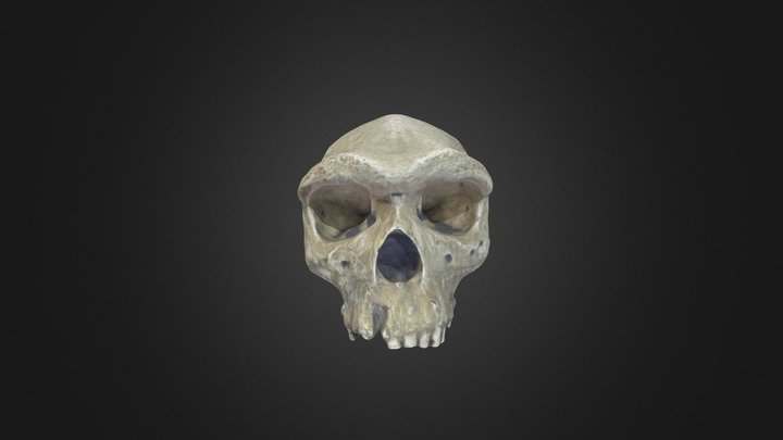 Homo heidelbergensis cranium – Free 3D Model STL