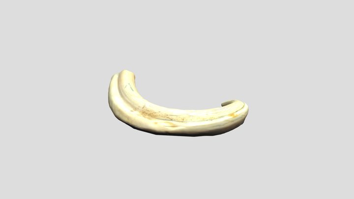 Warthog Tusk 2 (coarse) 3D Model