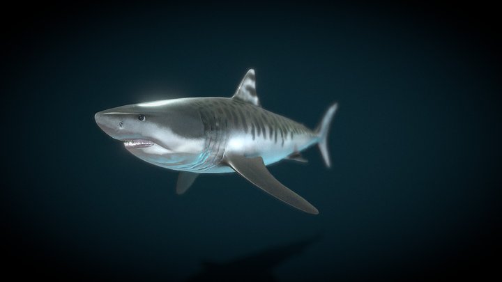 Megalodon-shark 3D models - Sketchfab