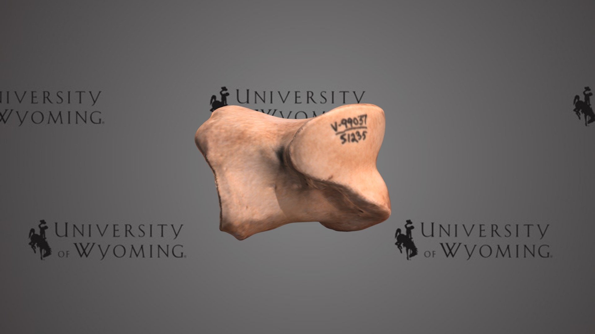 UW 51235 - Bison, Middle Phalanx