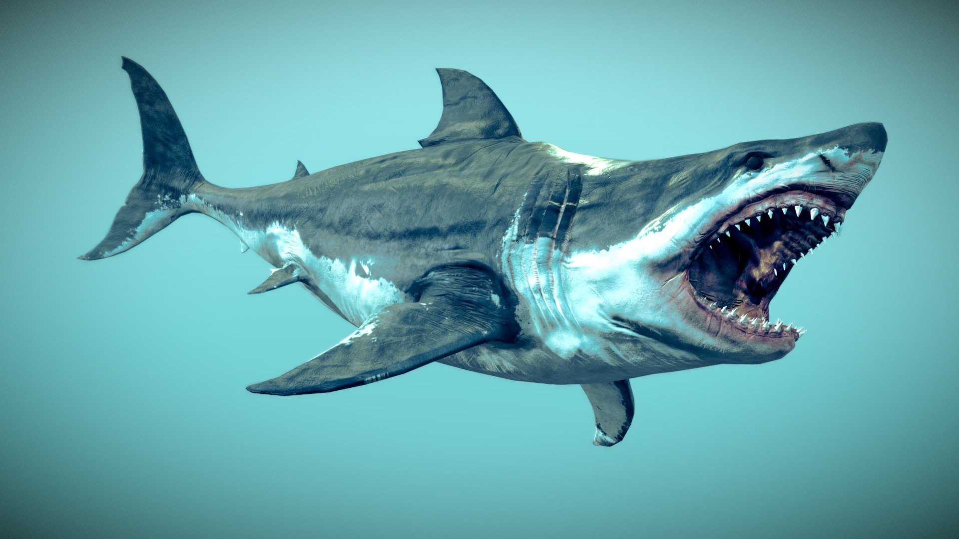Great White Shark NO Rigged in Blender | 3D model